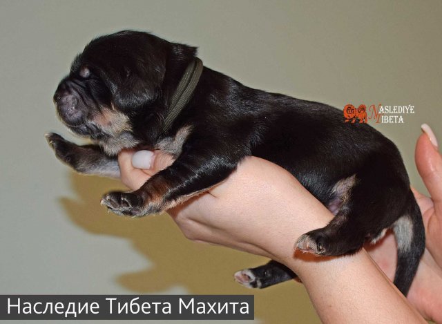 Щенки от пары Ерик х Конфета